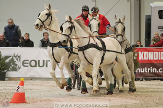 Halové závody spřežení - Lysá nad Labem