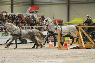 Halové závody spřežení - Lysá nad Labem