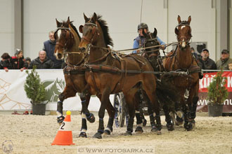 Halové závody spřežení - Lysá nad Labem