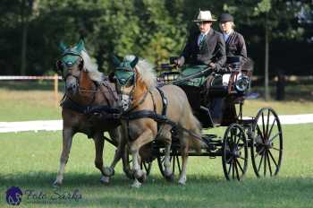 Heřmanův Městec 2018 - drezura