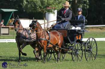 Heřmanův Městec 2018 - drezura