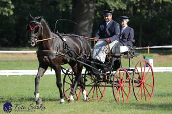 Heřmanův Městec 2018 - drezura