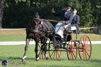 Heřmanův Městec 2018 - drezura