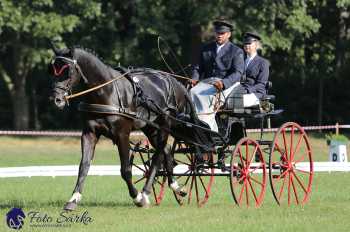 Heřmanův Městec 2018 - drezura