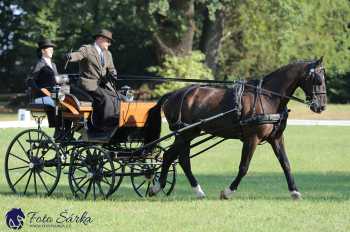 Heřmanův Městec 2018 - drezura
