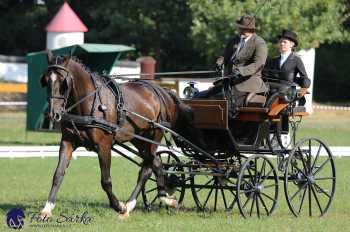 Heřmanův Městec 2018 - drezura