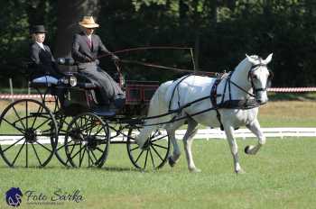 Heřmanův Městec 2018 - drezura