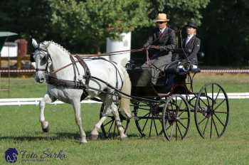 Heřmanův Městec 2018 - drezura