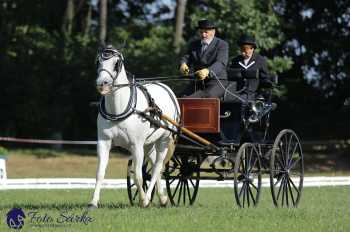 Heřmanův Městec 2018 - drezura