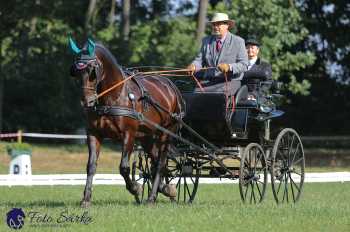 Heřmanův Městec 2018 - drezura