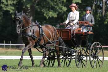 Heřmanův Městec 2018 - drezura