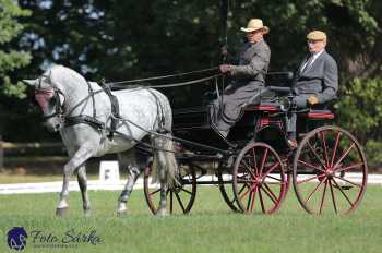 Heřmanův Městec 2018 - drezura