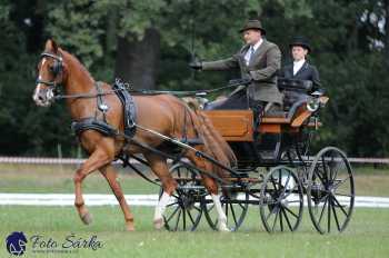 Heřmanův Městec 2018 - drezura