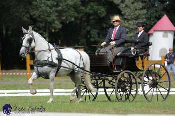 Heřmanův Městec 2018 - drezura