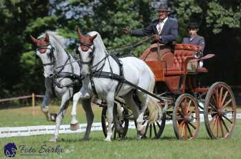Heřmanův Městec 2018 - drezura