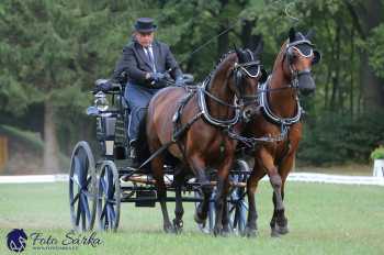 Heřmanův Městec 2018 - drezura