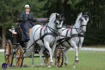 Heřmanův Městec 2018 - drezura