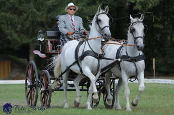 Heřmanův Městec 2018 - drezura