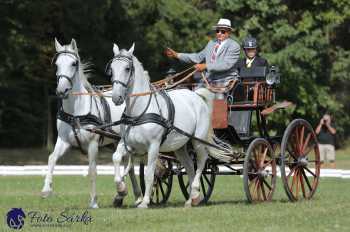 Heřmanův Městec 2018 - drezura