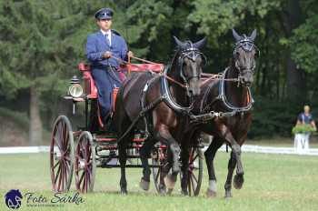 Heřmanův Městec 2018 - drezura