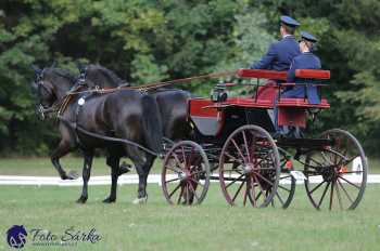 Heřmanův Městec 2018 - drezura