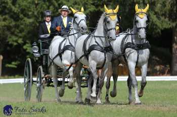 Heřmanův Městec 2018 - drezura