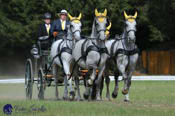 Heřmanův Městec 2018 - drezura