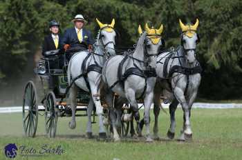 Heřmanův Městec 2018 - drezura