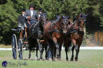 Heřmanův Městec 2018 - drezura