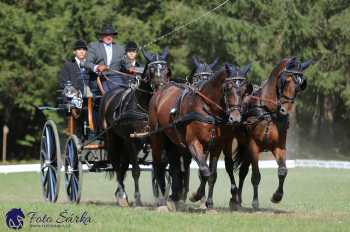 Heřmanův Městec 2018 - drezura