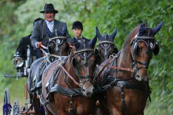 Heřmanův Městec 2018 - drezura