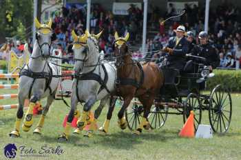 Humpolec 2018 - Finále ZP spřežení