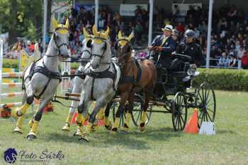 Humpolec 2018 - Finále ZP spřežení