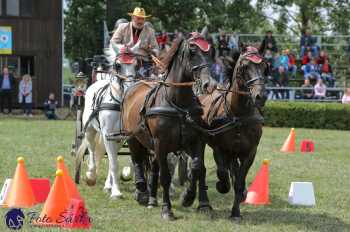 Humpolec 2018 - Finále ZP spřežení
