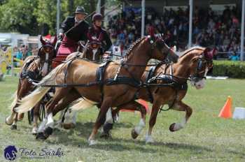 Humpolec 2018 - Finále ZP spřežení