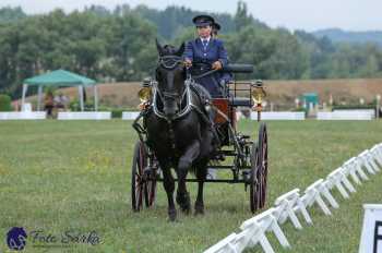 Humpolec 2018 - Finále ZP spřežení