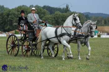 Humpolec 2018 - Finále ZP spřežení