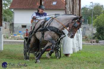 Humpolec 2018 - Finále ZP spřežení