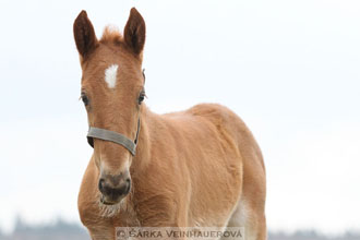 Kladrubská ryzečka