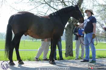 Kladruby 2018 - veterinární přejímka