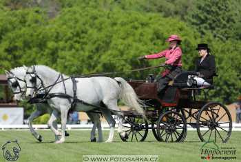 Mezöhegyes 2018 - drezury