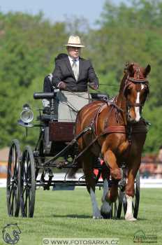 Mezöhegyes 2018 - drezury