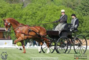 Mezöhegyes 2018 - drezury