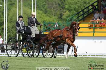 Mezöhegyes 2018 - drezury