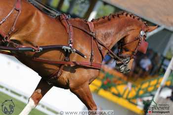 Mezöhegyes 2018 - drezury