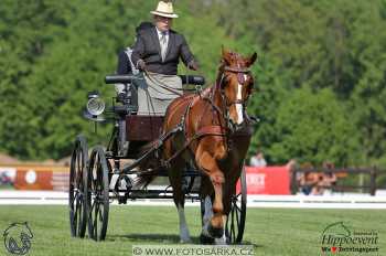 Mezöhegyes 2018 - drezury