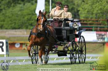 Mezöhegyes 2018 - drezury