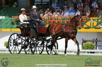 Mezöhegyes 2018 - drezury