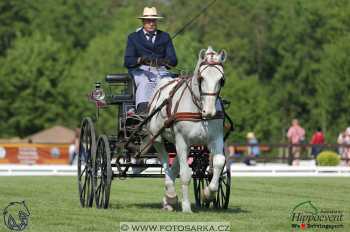 Mezöhegyes 2018 - drezury