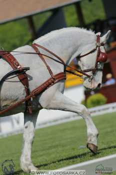 Mezöhegyes 2018 - drezury